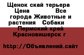 Щенок скай терьера › Цена ­ 20 000 - Все города Животные и растения » Собаки   . Пермский край,Красновишерск г.